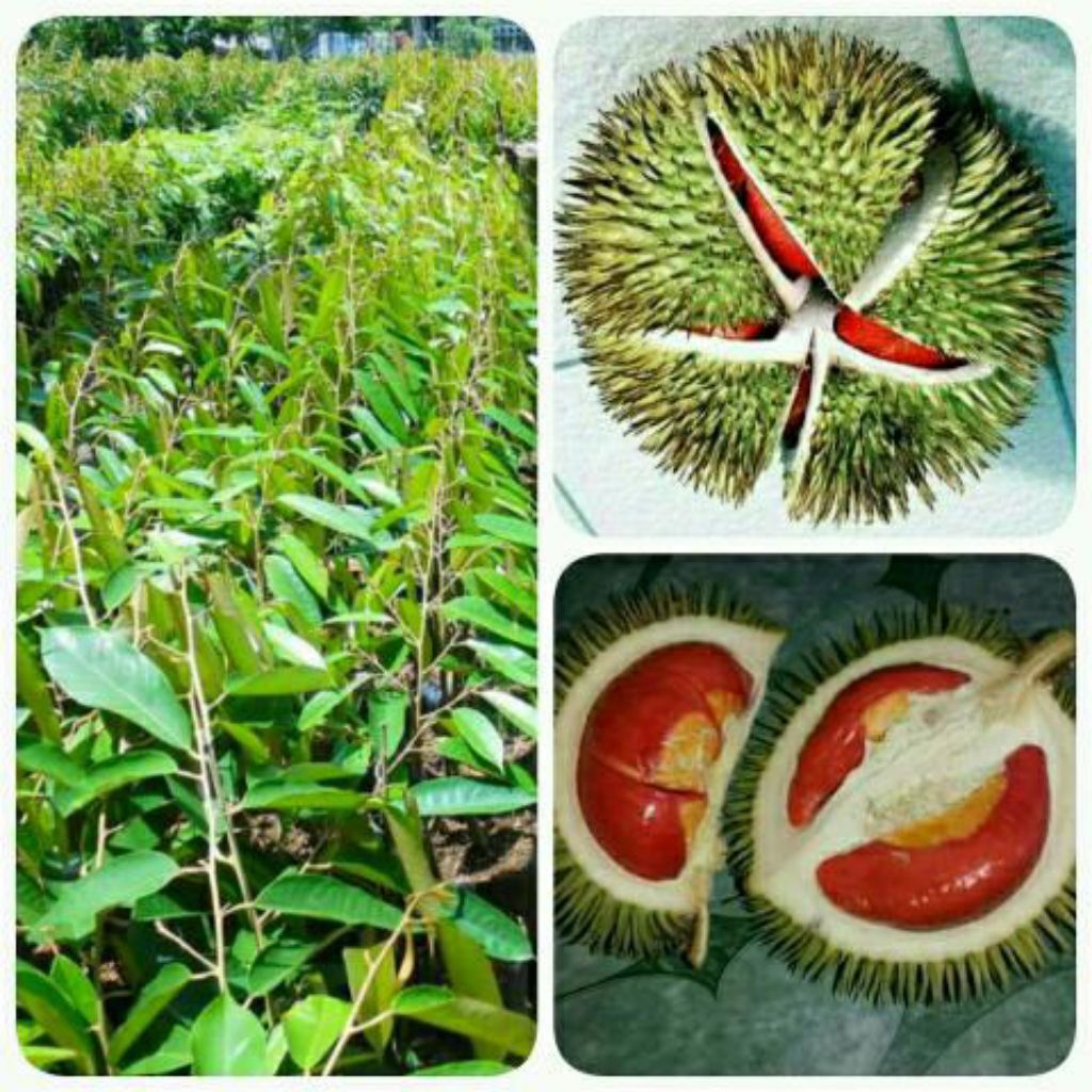 Bibit DURIAN MERAH,,asli hasil okulasi...