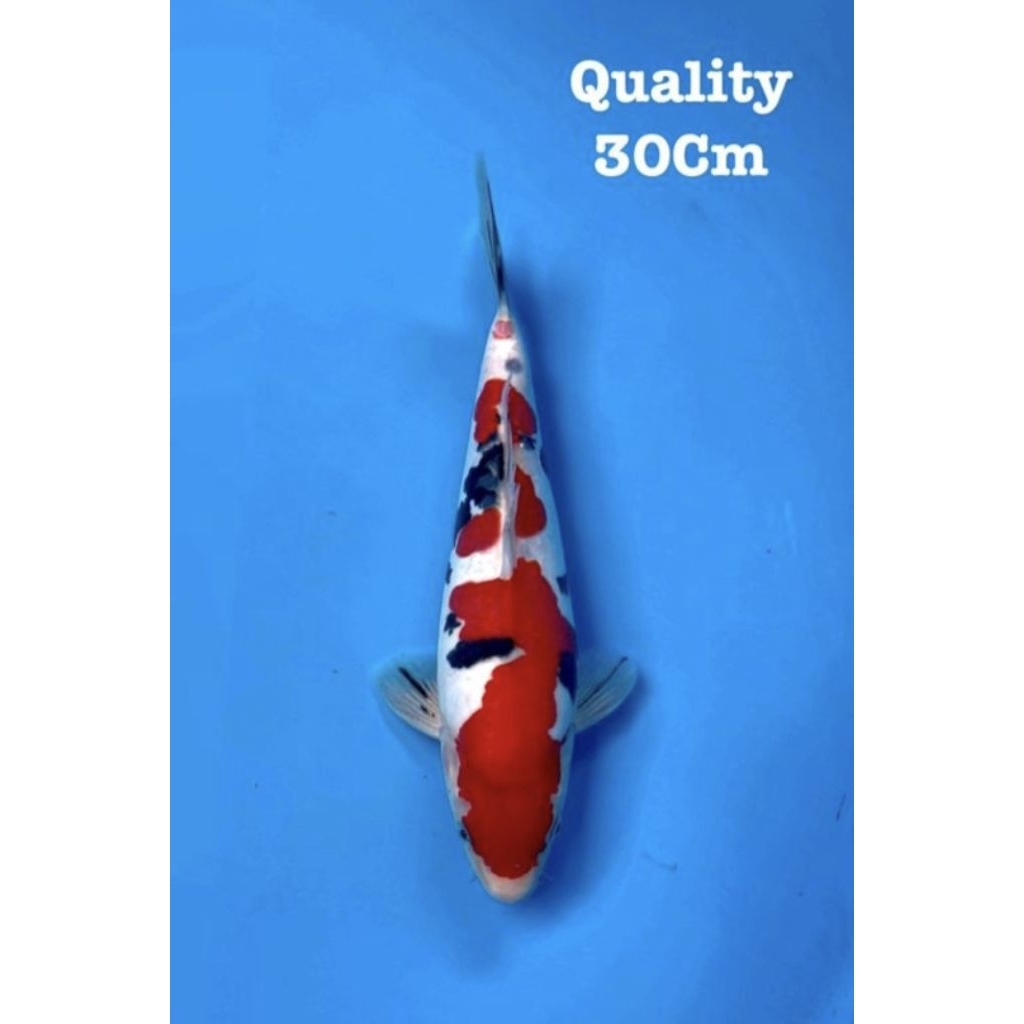 koi showa doitsu size 30cm SQ