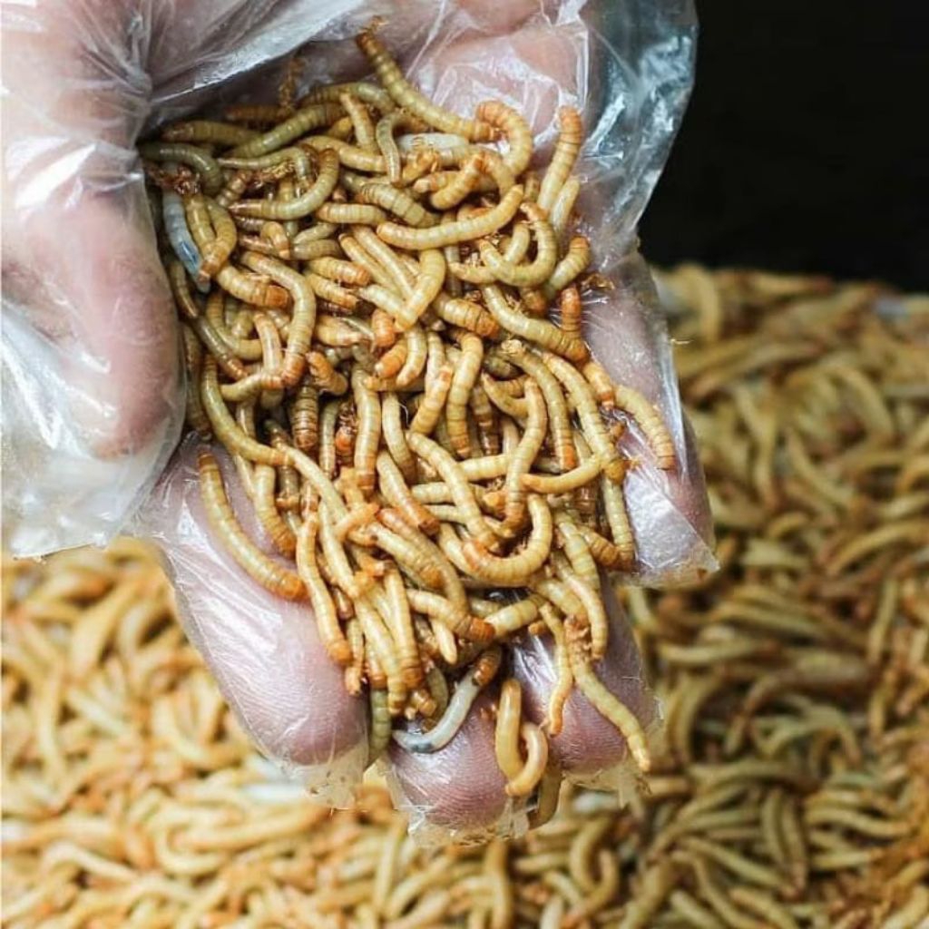 Ulat Hongkong Hidup 300 Gram s/d 1 Kg