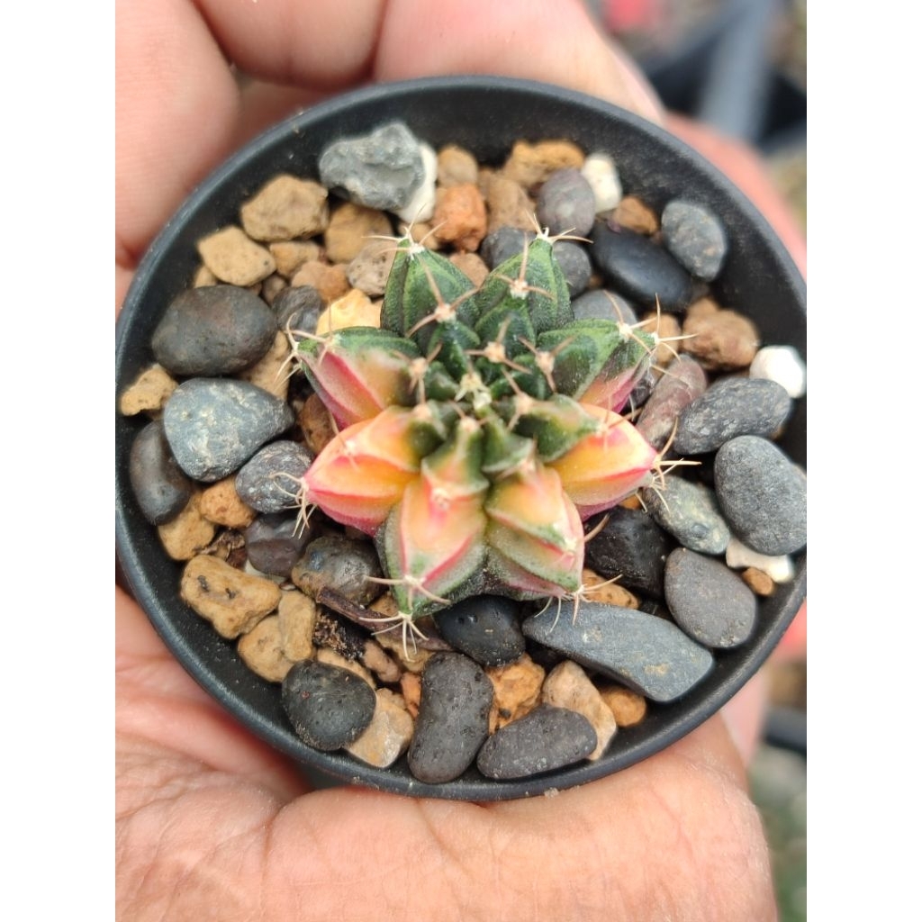miha new hybrid varigata seedling warna cakep