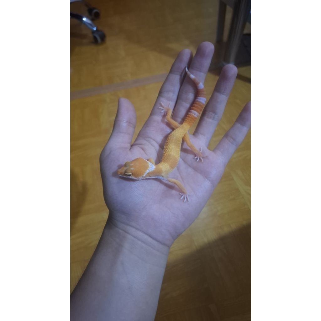 Leopard Gecko Male - Sunglow Tomato Line - Remaja Usia Juve Mulus Sehat