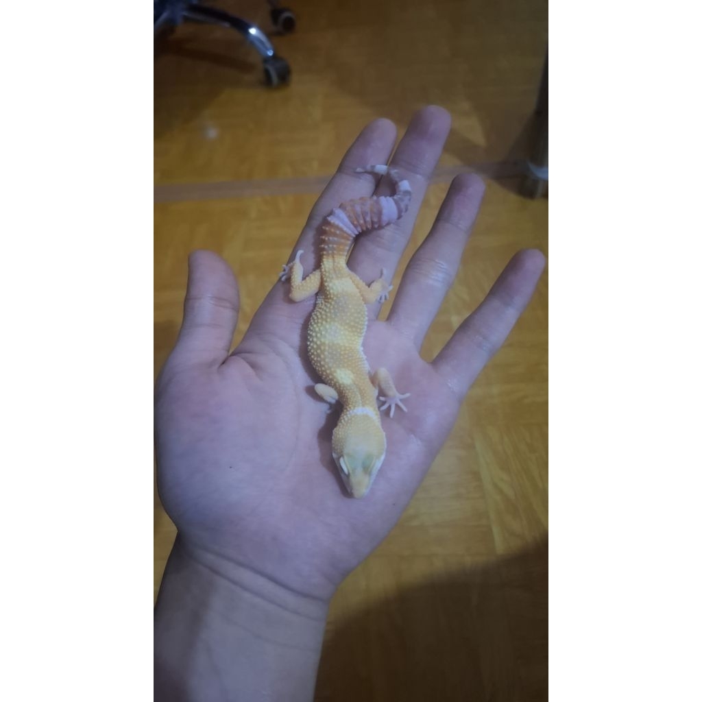 Leopard Gecko Female - Tremper - Remaja Usia Juve Mulus Sehat