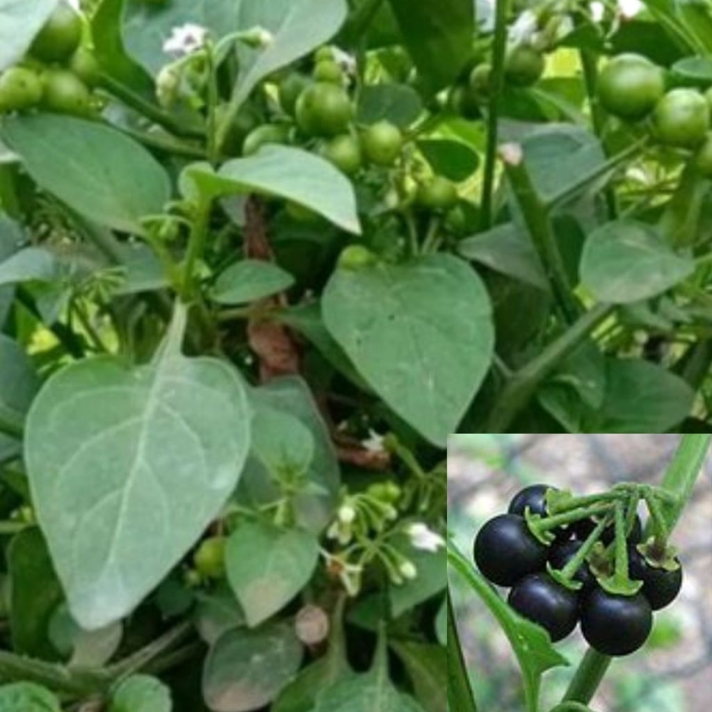 pohon bibit leunca. Tanaman herbal