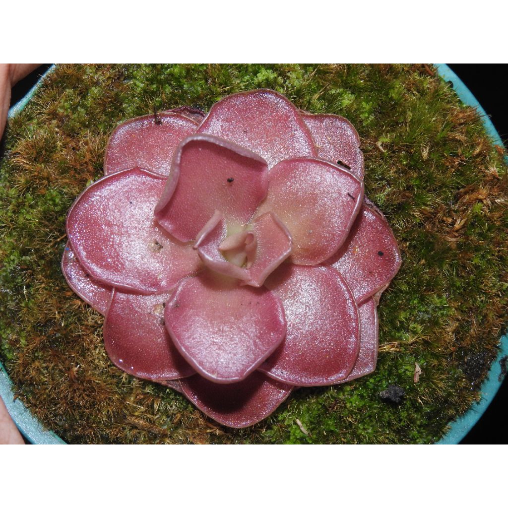 Pinguicula wesser/sethos