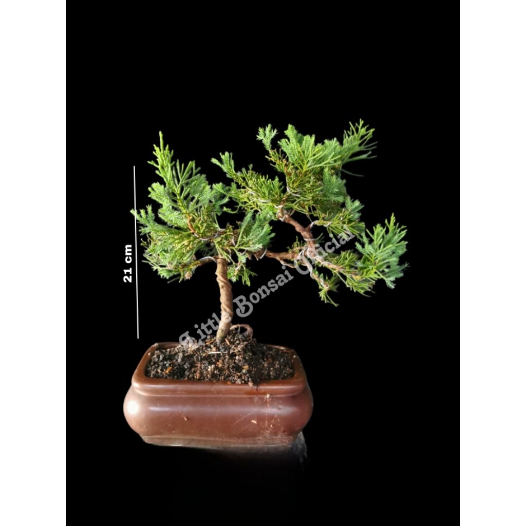 Bonsai Cemara / Cemara Sinensis / Small