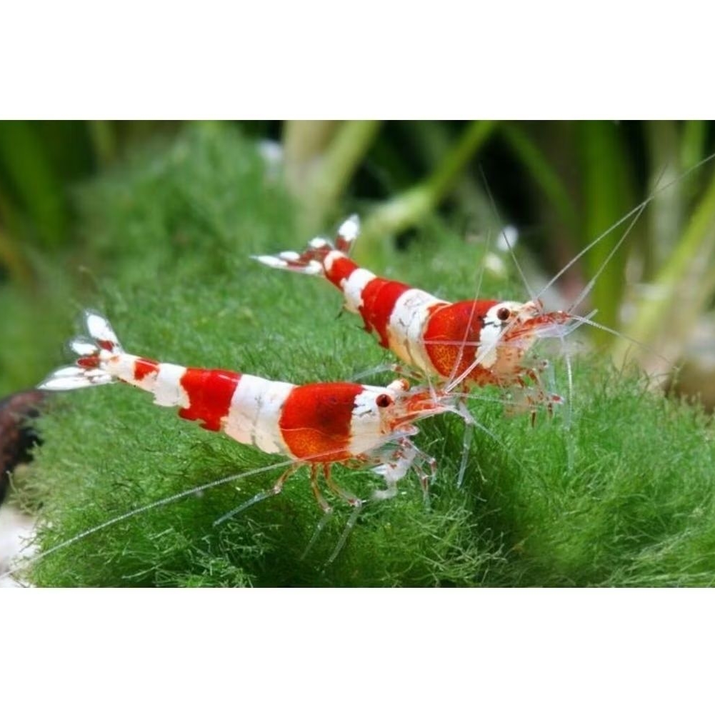 Hiasan Aquarium Udang Hias Red Bee Caridina Dekorasi Aquascape