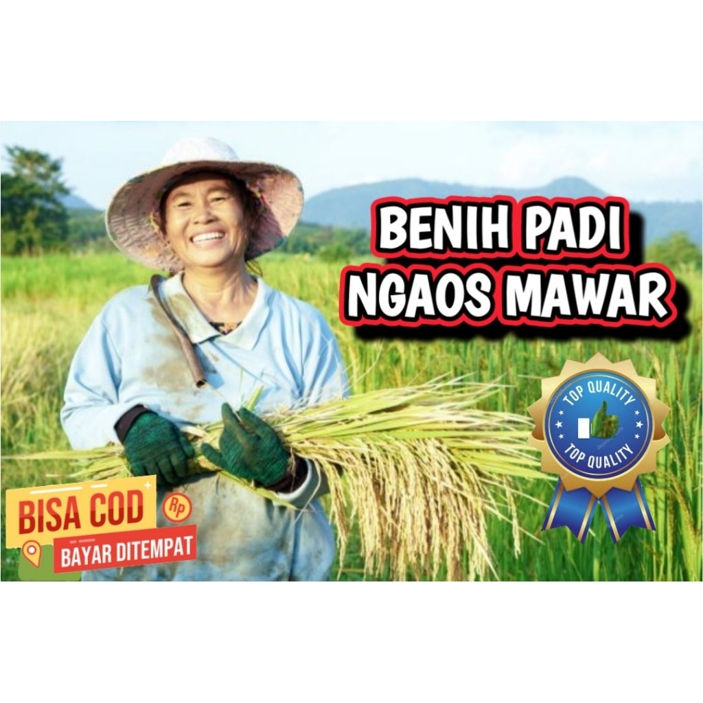 Benih Padi Ngaos Mawar 5kg Hasil Tinggi wangi