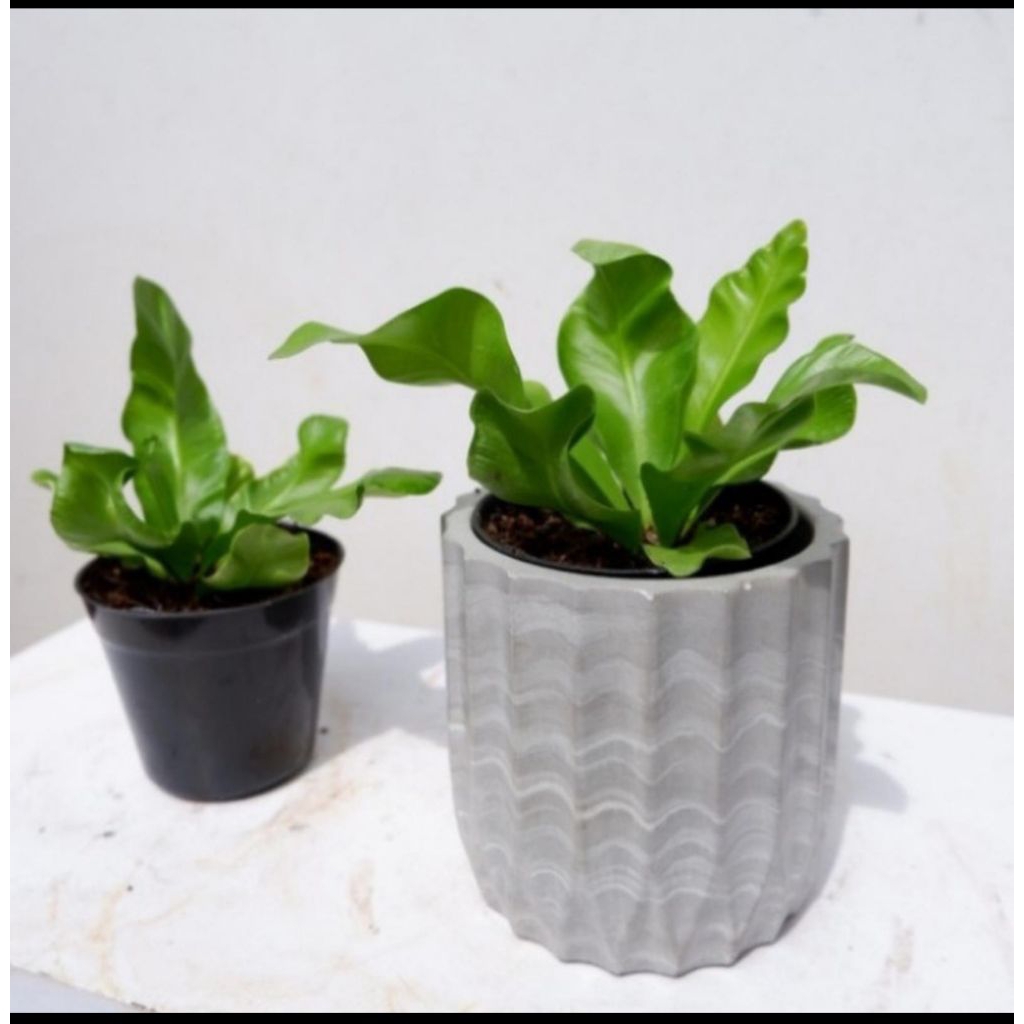 Tanaman Hias Kadaka Lasagna - Pohon Kadaka Lasagna - Kadaka Lasagna ANAKAN