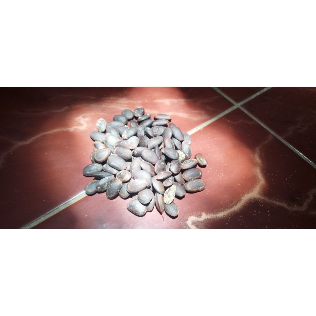 Biji Kedawung kering/ biji Kedawung kering