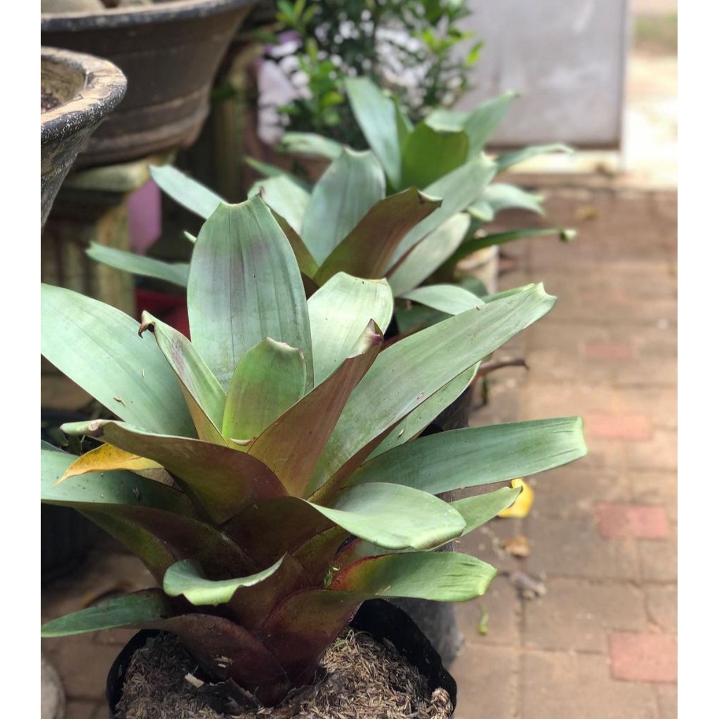 Tanaman Bromelia Giant Merah