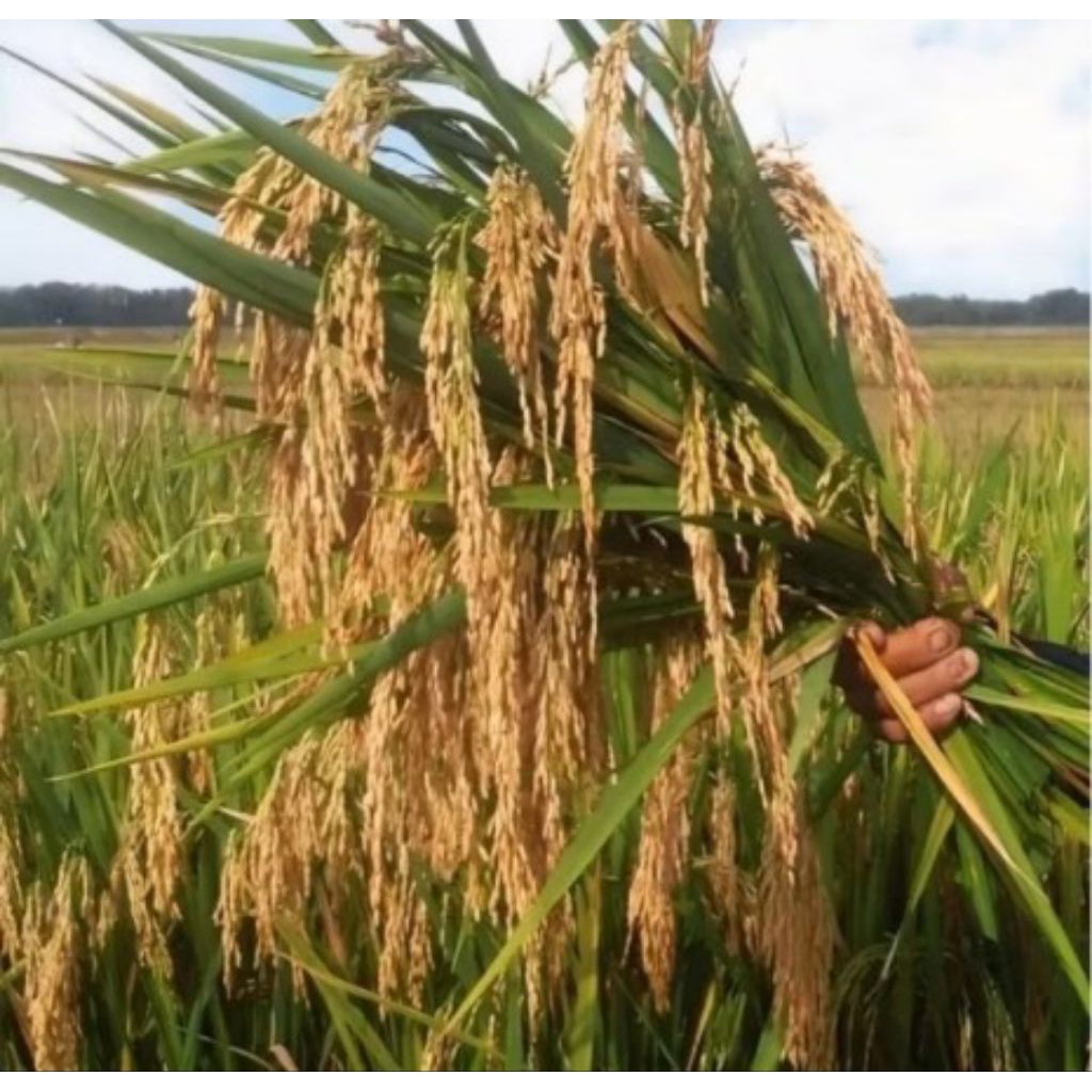 Benih padi bibit padi unggul si gupay super pulen RTM kemasan 5 kg