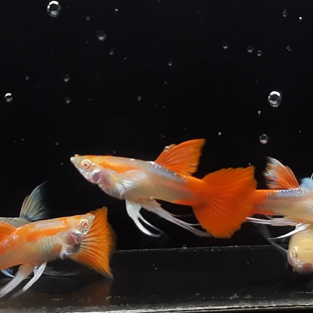 BERSIH KACA ALBINO RED TUXEDO WHITE EAR RIBBON|| ALBINO GENTIK || RIBBON GENETIK || GRADE SUPER|| SO