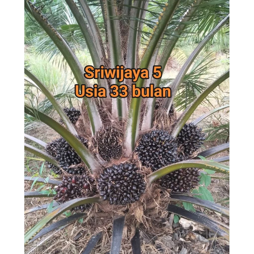 Benih Sawit Unggul SRIWIJAYA SK5 BERSERTIFIKAT