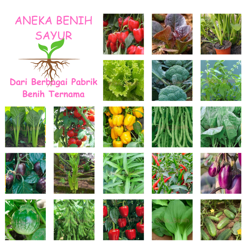 Benih sayur lengkap bibit sayur lengkap Benih Sayur bibit Sayur repack seeds|benih bibit kangkung, b