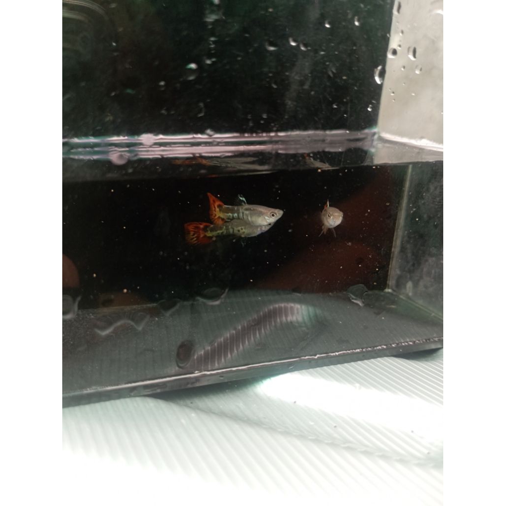 Guppy Snakeskin Red Tail