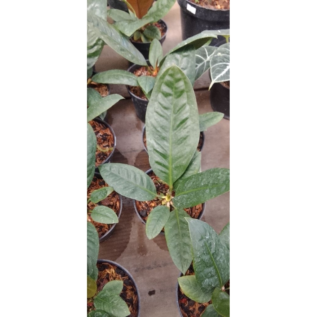 Anthurium Superboom