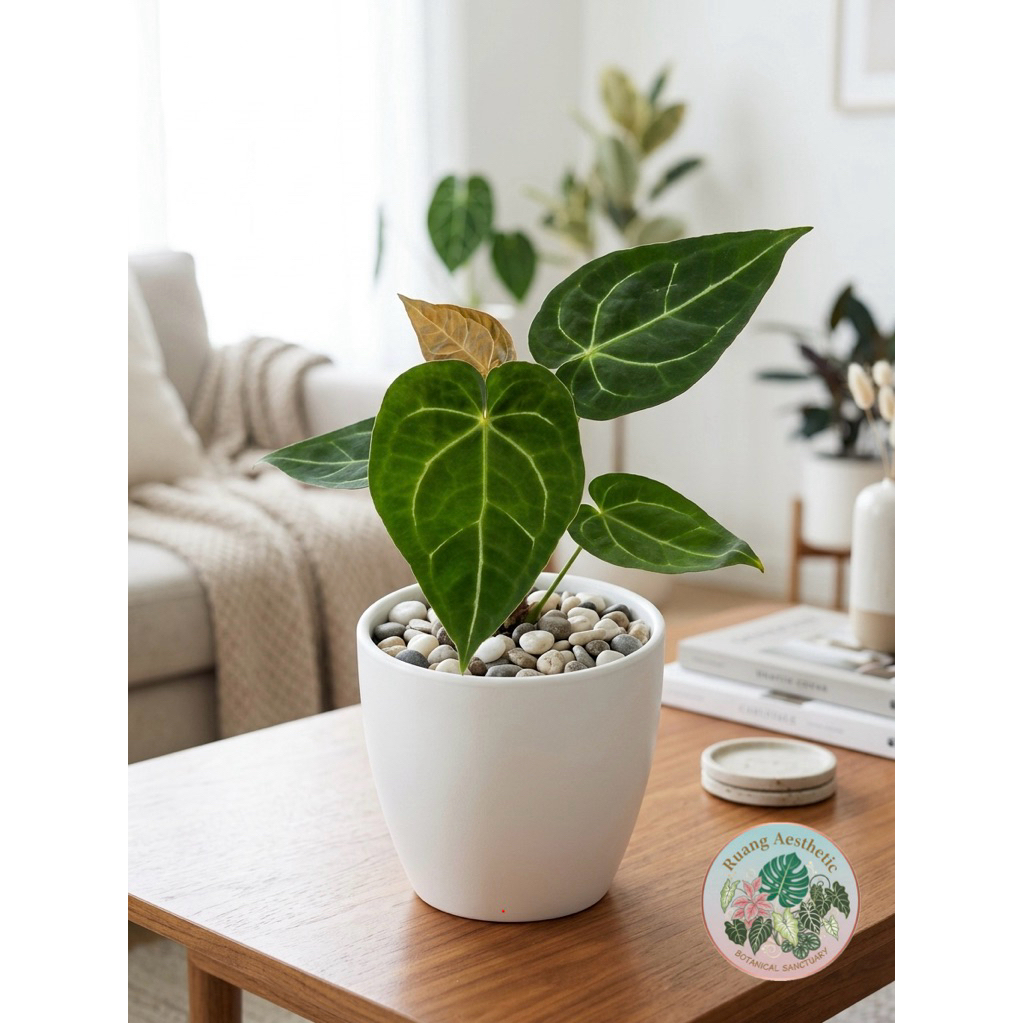 Tanaman hias anthurium forgetii x magnificum