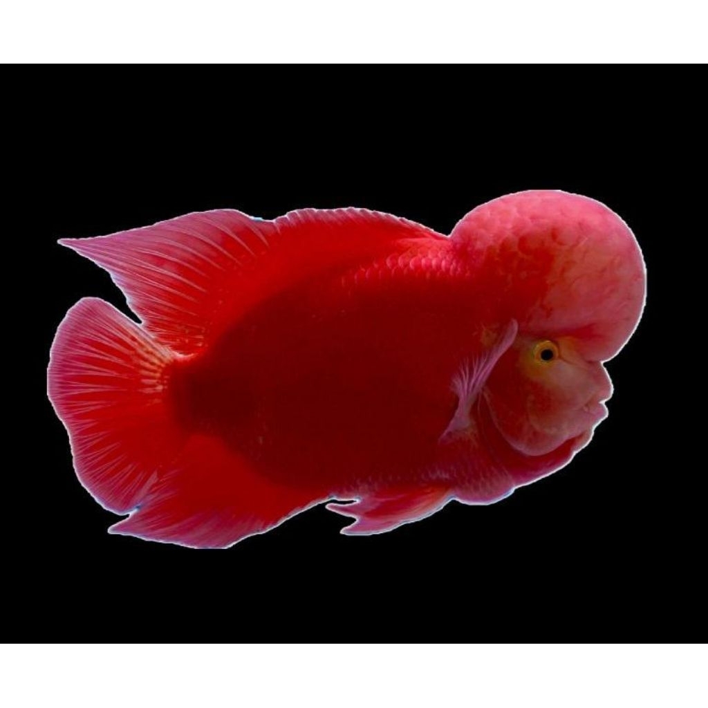 stock louhan srm super red monkey 4-6cm