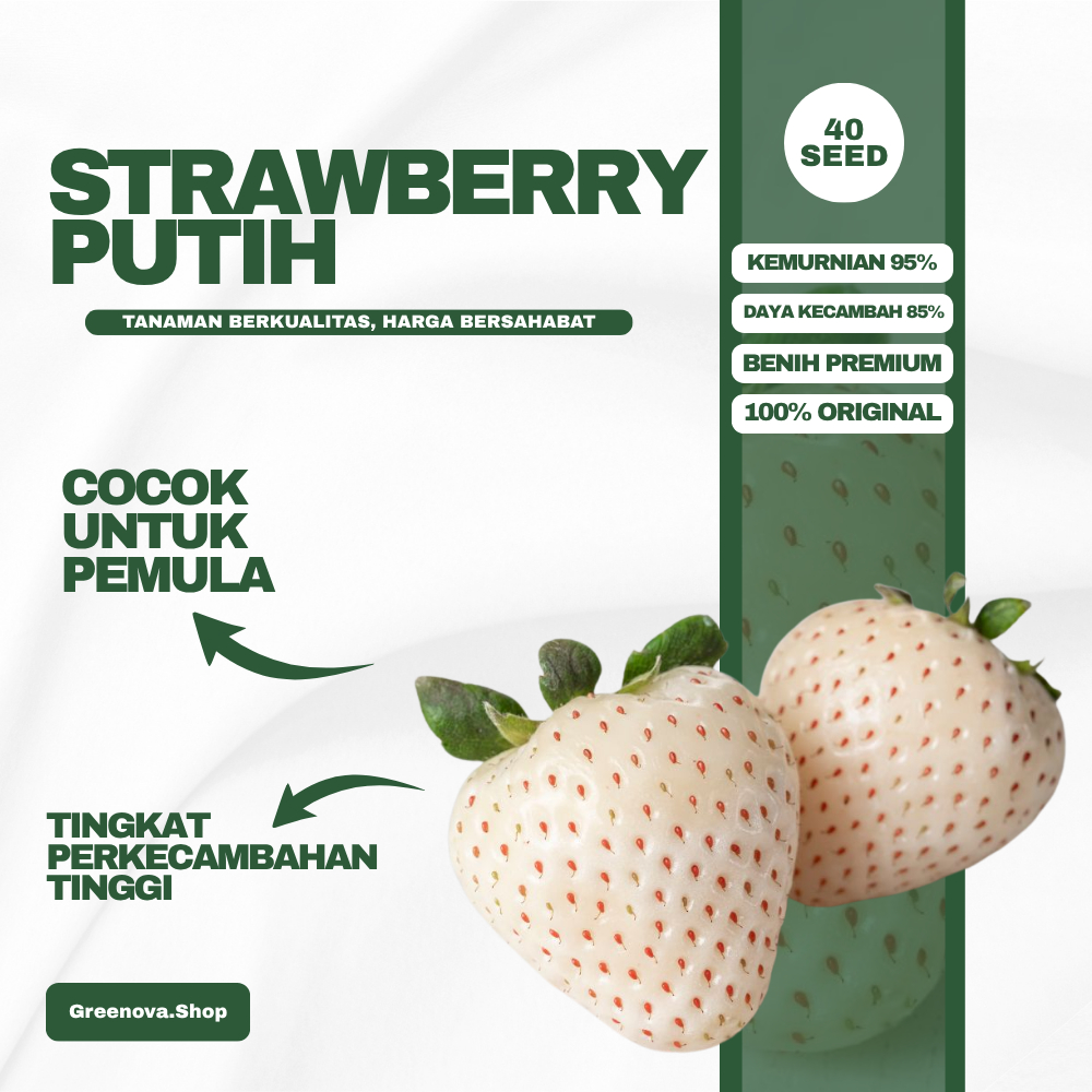Benih Strawberry Putih Premium | Isi 40 Benih