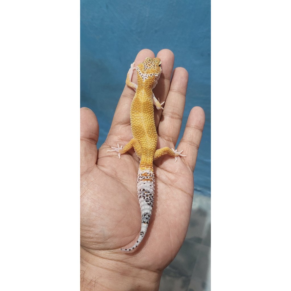 Mainan Leopard Gecko Mack Snow