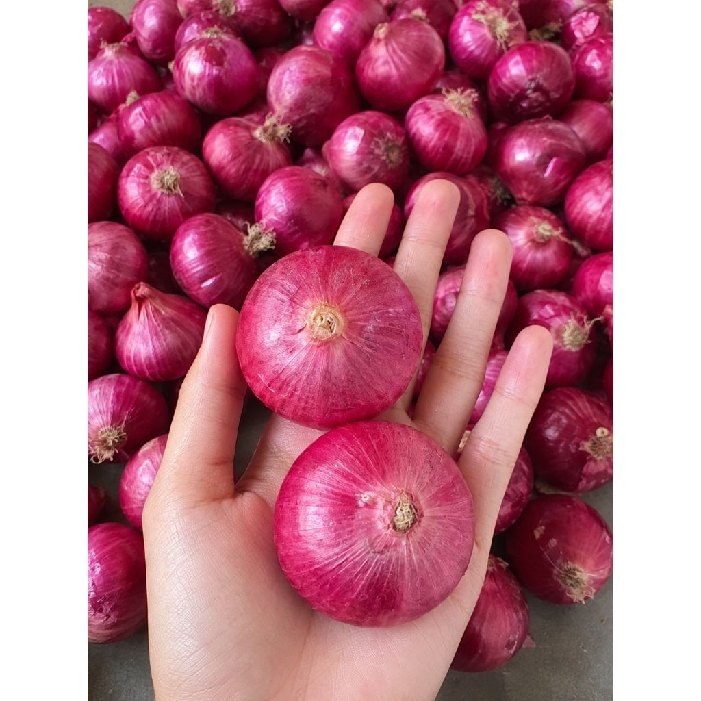 Bawang merah india murah ekonomis bawang masak bawang merah super jumbo bawang merah bumbu