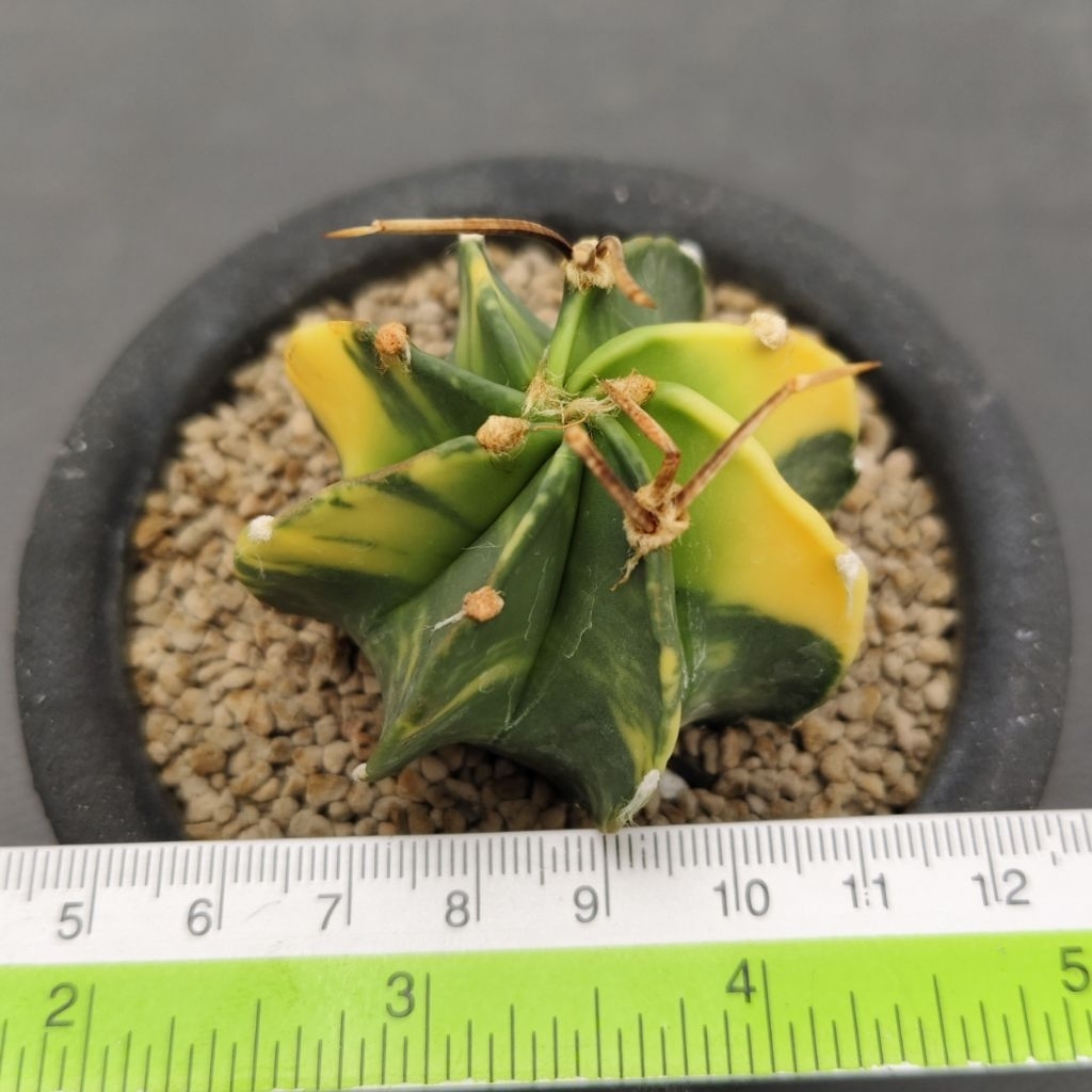 Tanaman Kaktus Astrophytum capricorne variegata