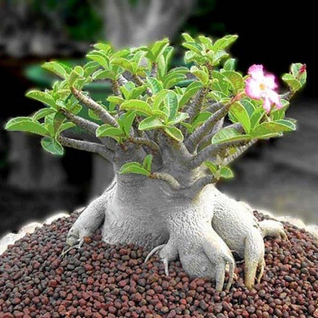 Benih Biji Bunga Adenium Black Giant Benih Berkualitas