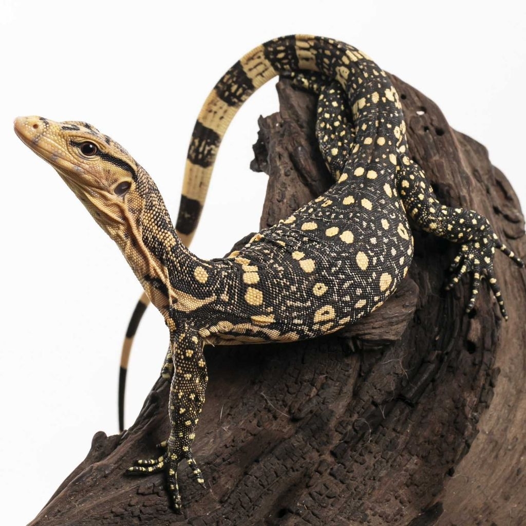 Varanus Salvator Locality Jawa