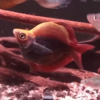 Ikan rainbow trifasciata sb balon jumbo