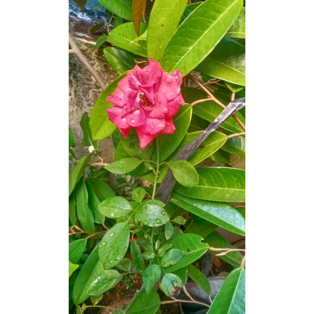bibit mawar merah
