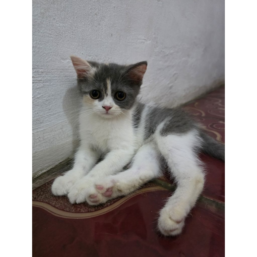 KUCING KITTEN BSH BRITISH SHORT HAIR RAGDOLL DETAIL BY DM