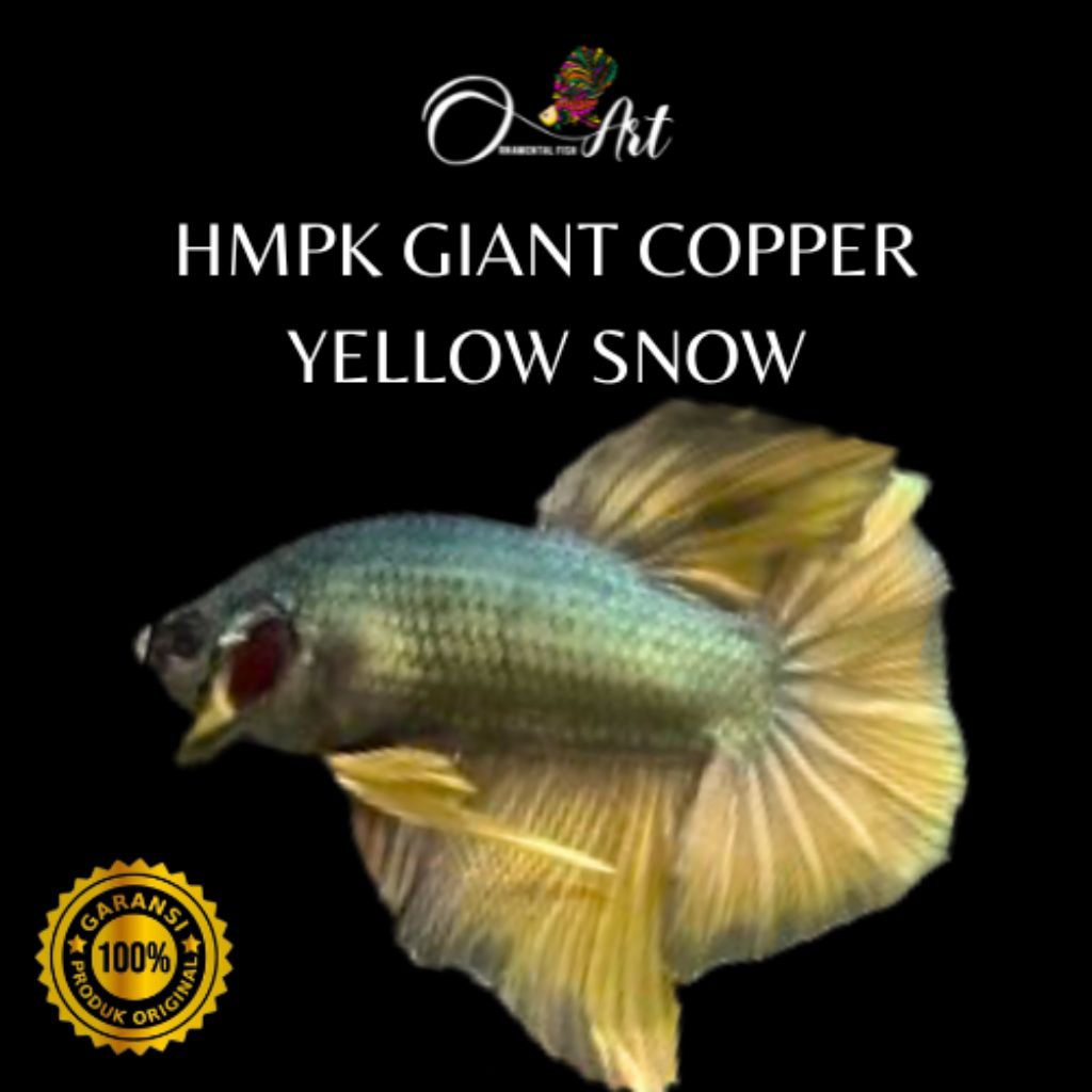 Hmpk Giant Copper Yellow Snow Jantan Random Hiasan Aquarium Dekorasi