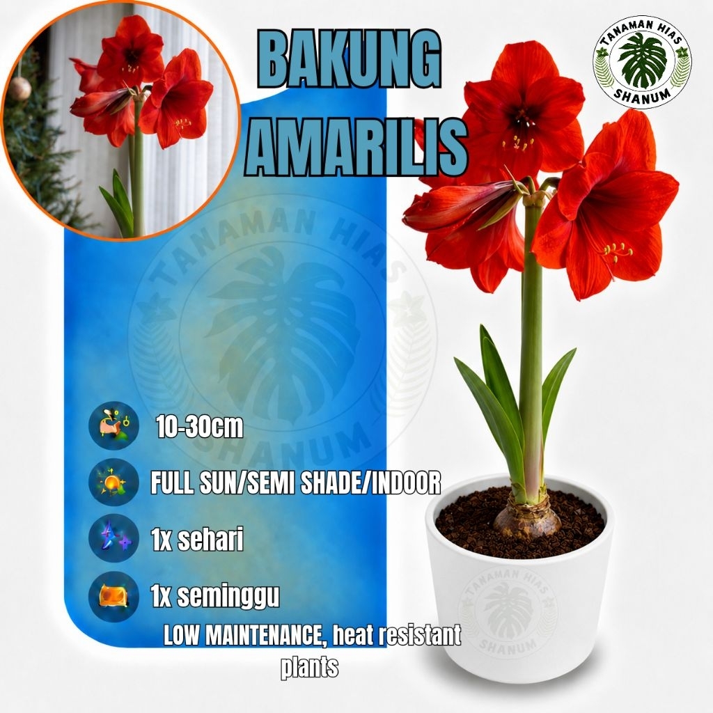 Promo COD TANAMAN HIAS BAKUNG AMARILIS BUNGA MERAH - bunga Bakung Lily - bunga Bakung - Bakung amari