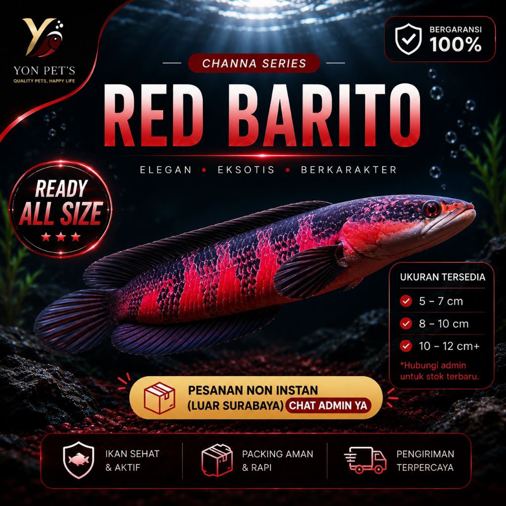 Channa Red Barito Gahar  - TOP GRADE | BESTSELLER| MURAH | IKAN HIAS| READY ALL SIZE| REALPICT