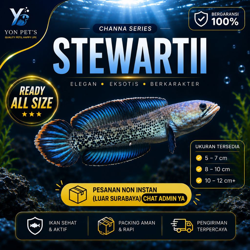 Channa Stewartii All Size Corak Unik Gahar - TOP GRADE | SORTIRAN A | READY ALL SIZE| IKAN HIAS | GA