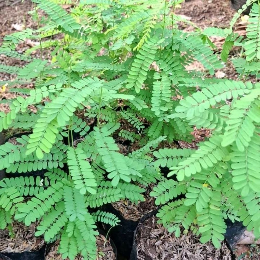 pohon tanaman obat daun saga obat batuk
