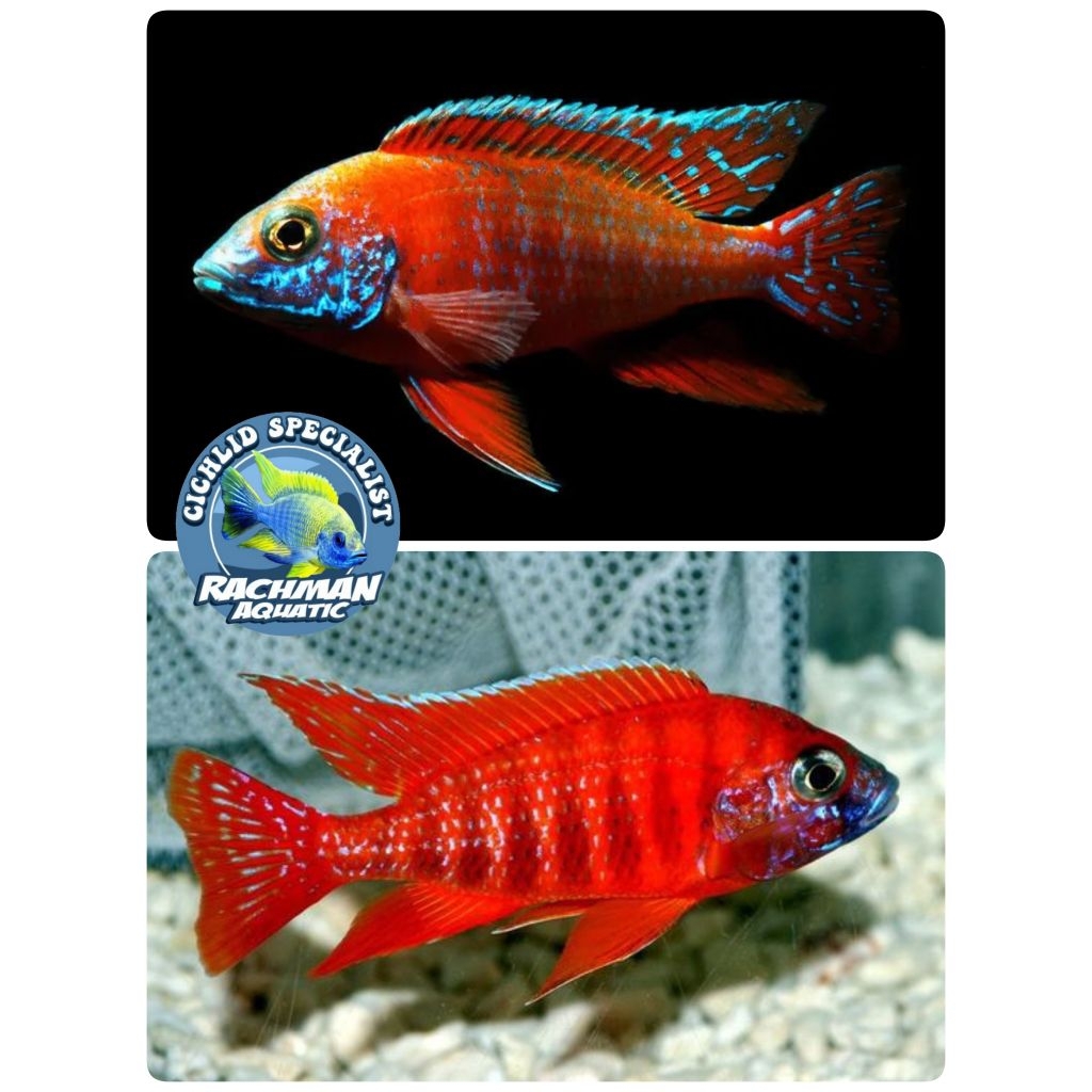 Red Rubin Cichlid (Aulonocara sp.)