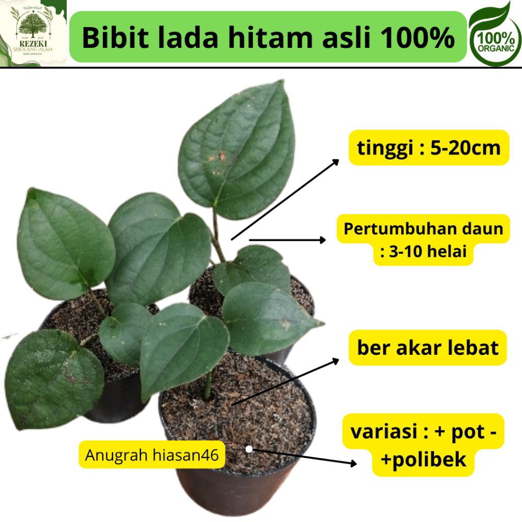 Bibit Lada Perdu Bibit merica Perdu siap tanam