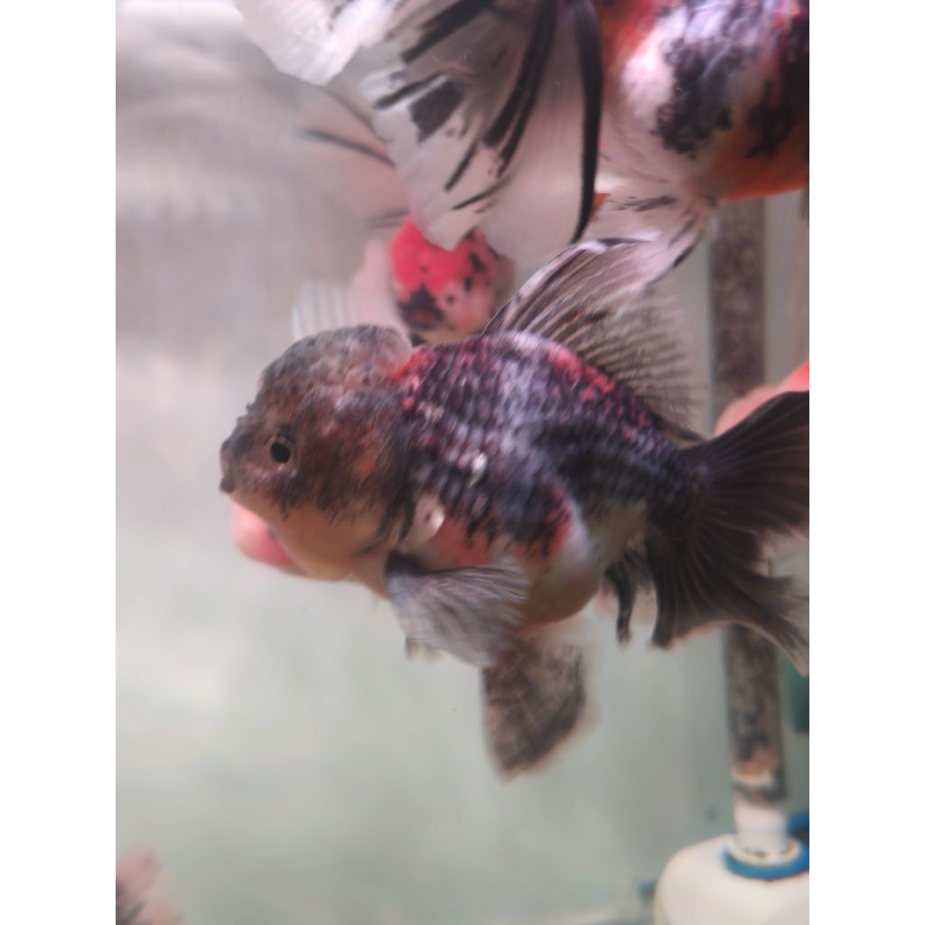 ikan mas koki goldfish