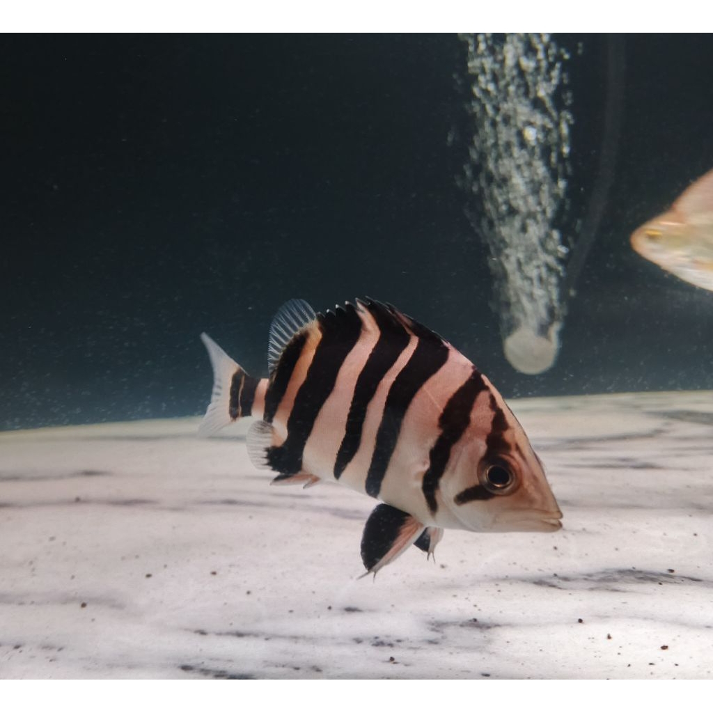Datz Sumatra 4 Bar Simet Size 7-8cm