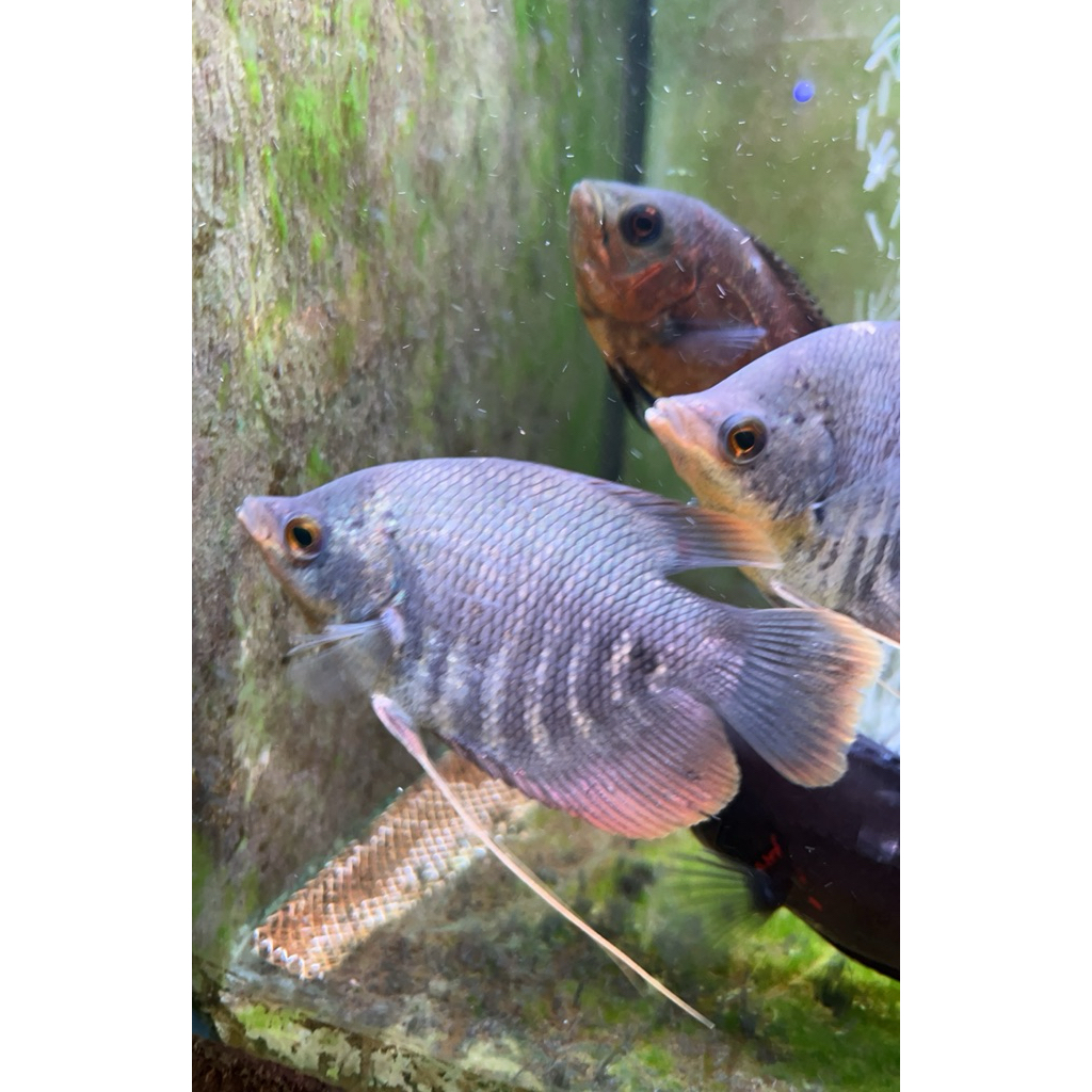 hiasan aquarium gurame SB