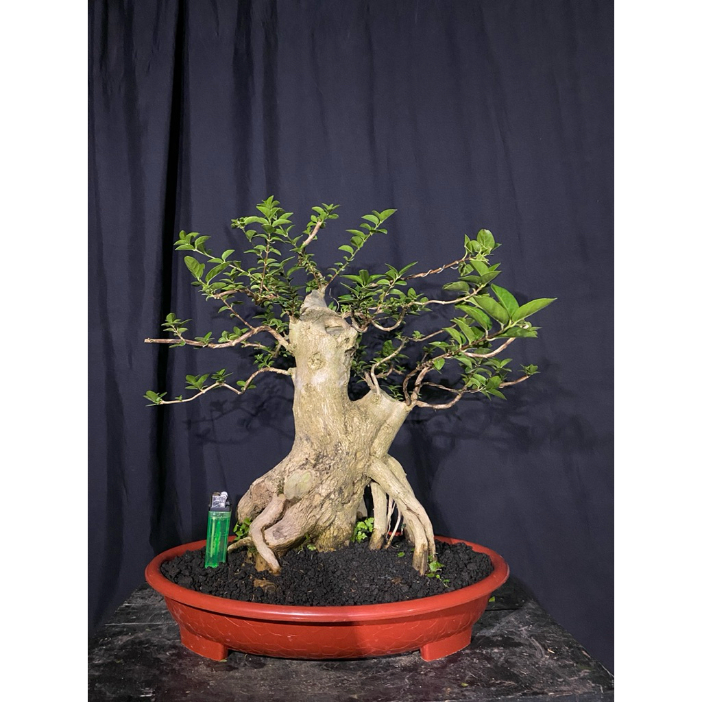 Bonsai Sancang Bogel Prospek / Bonsai Sancang Prospek