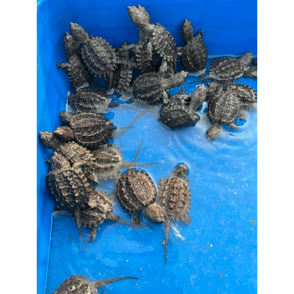 baby cst ( common snapping turtle )