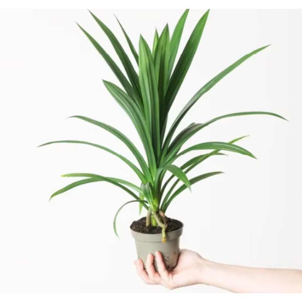 POHON PANDAN WANGI SUPER JUMBO DAN RIMBUN