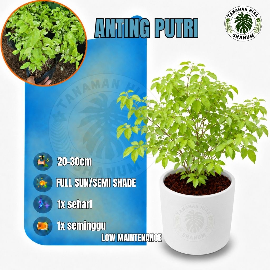 Promo COD bibit bonsai anting putri - bahan bonsai anting putri - tanaman anting putri - bahan bonsa