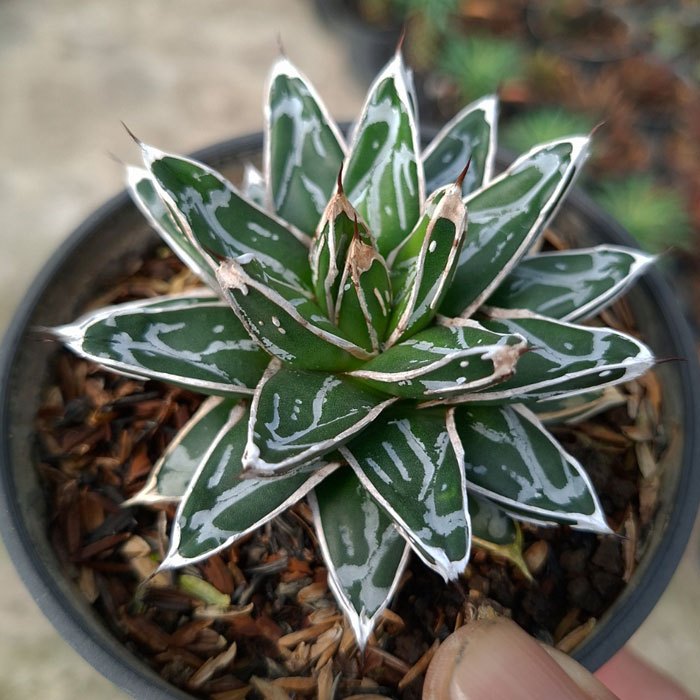 Agave victoria reginae Himeson No Yuki pot 10 cm tanaman hias kaktus sukulen
