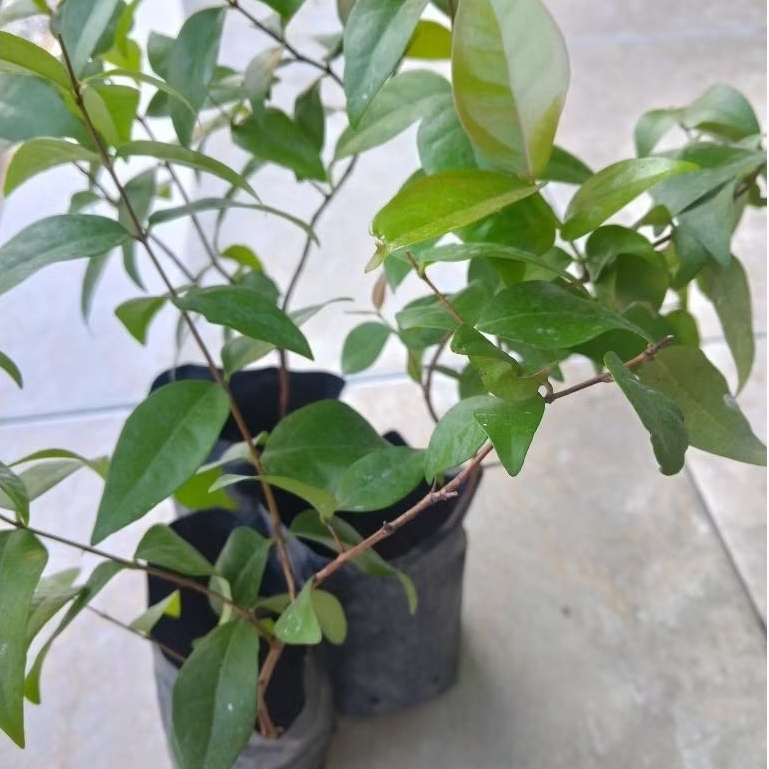 Bahan Bonsai Dewandaru | Full akar kwalitas Unggul