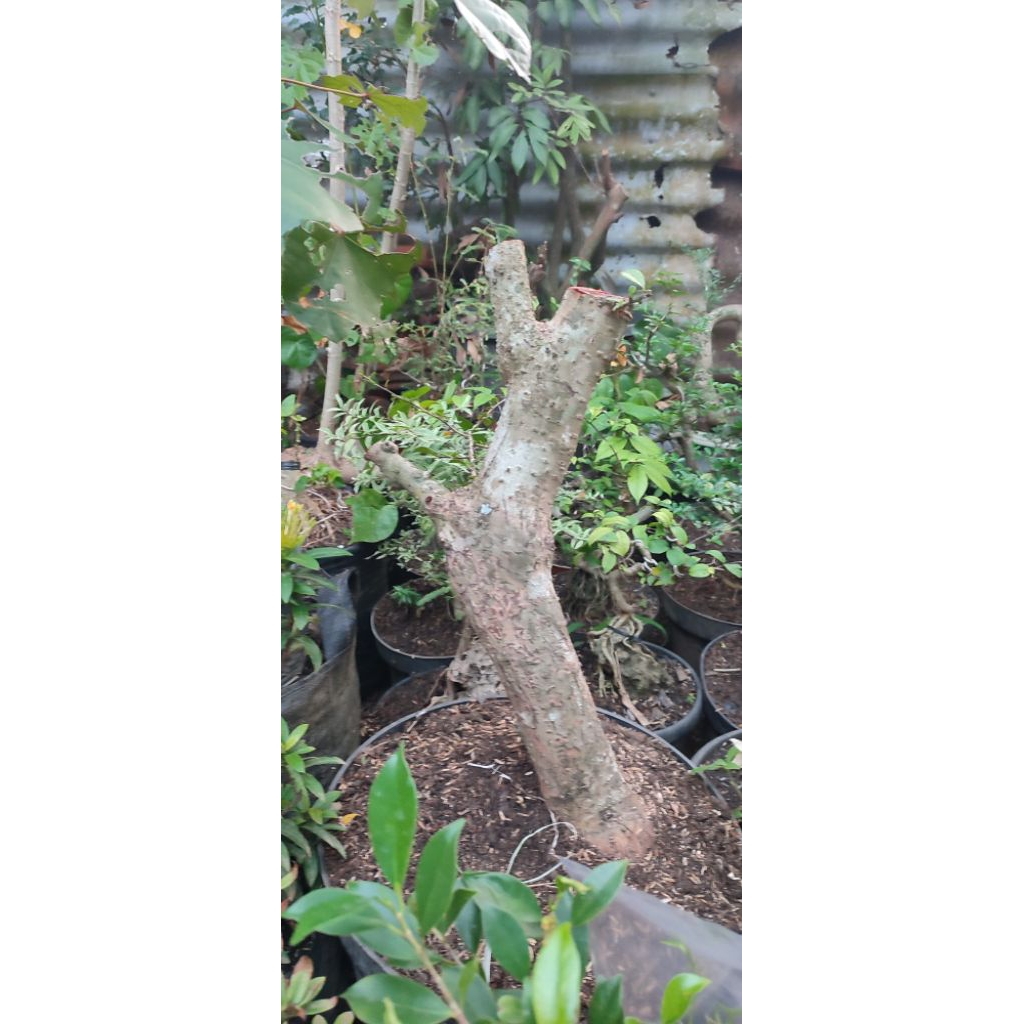 bahan bonsai hokiantea/hokianti bonggol unik