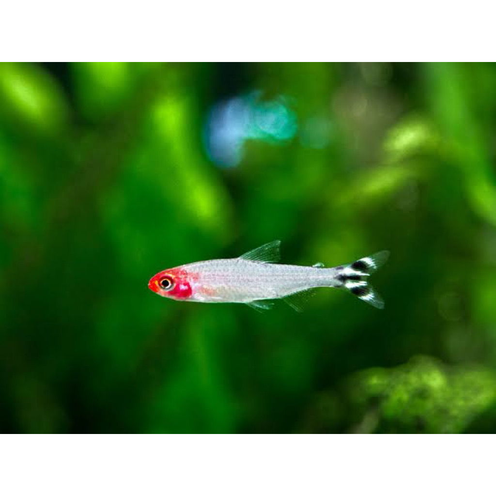 Paket 10ekor Ikan Hias Red Nose Tetra Ukuran 2-2.5 cm, Warna Menawan & Karakter Damai