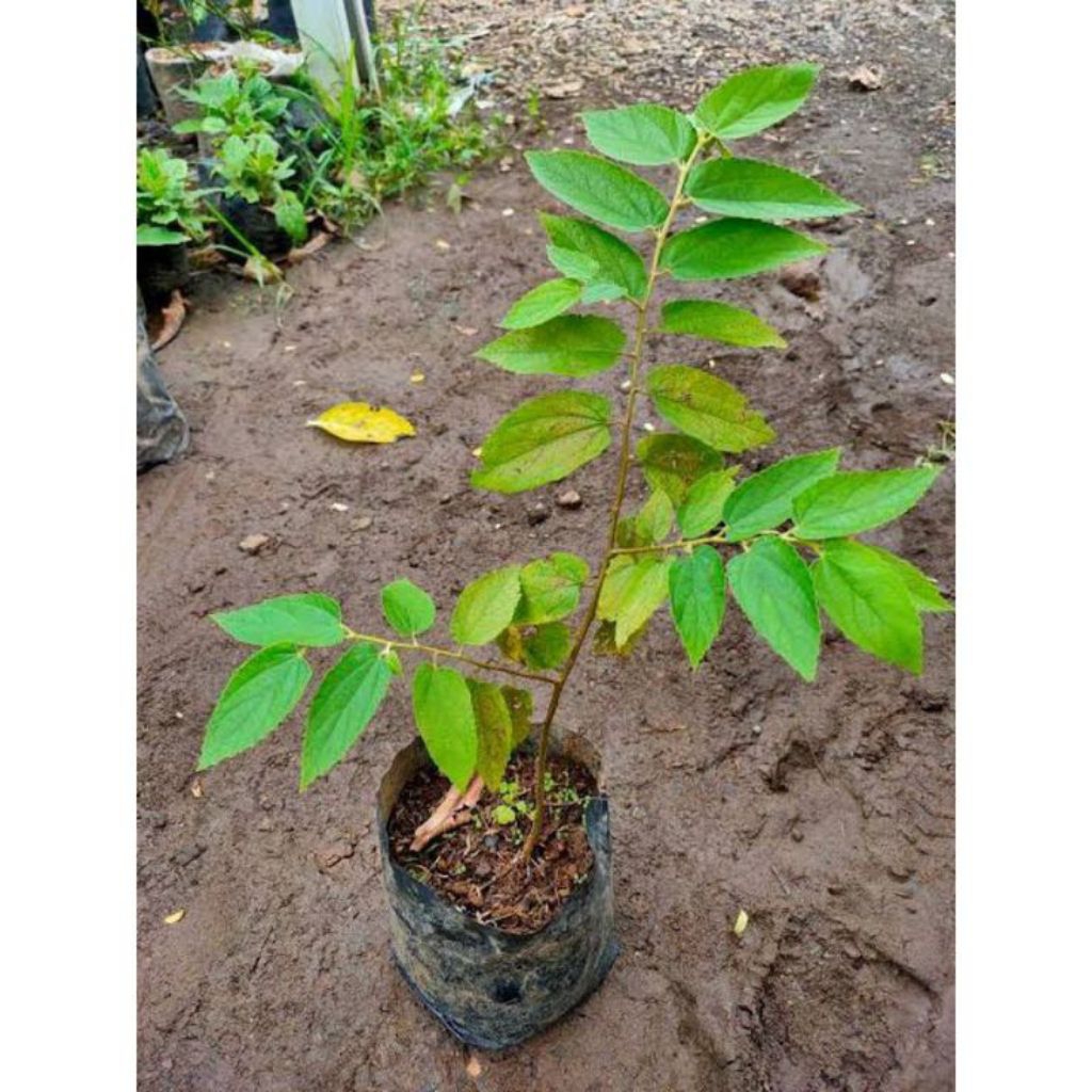 Bibit buah Cery kersen/ cery kersen lokal asli